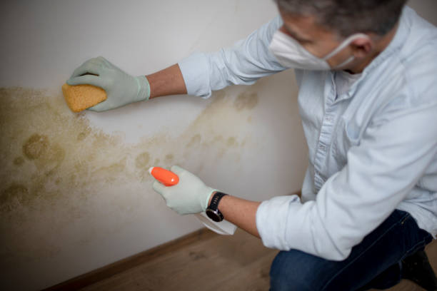 Best Black Mold Remediation in Sharon, PA